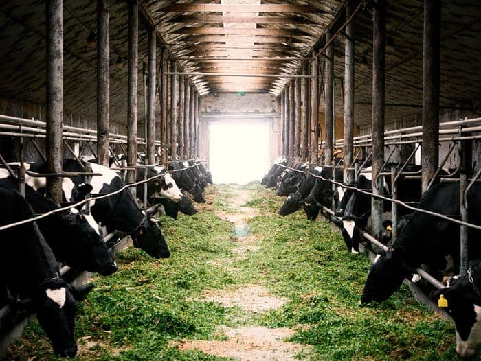 Mengapa Peternakan Bukan Lagi Sekadar Ladang Ternak, Tapi Lahan Inovasi yang Menggiurkan?